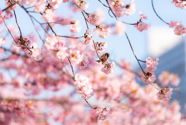 春の結婚式のテーマといえば桜！桜ウェディングのためのアイデア集！
