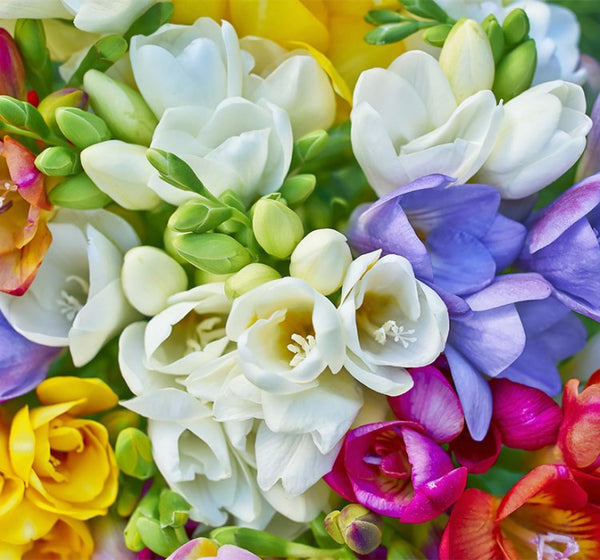 Freesia powered by YUSUKE MIYAKE